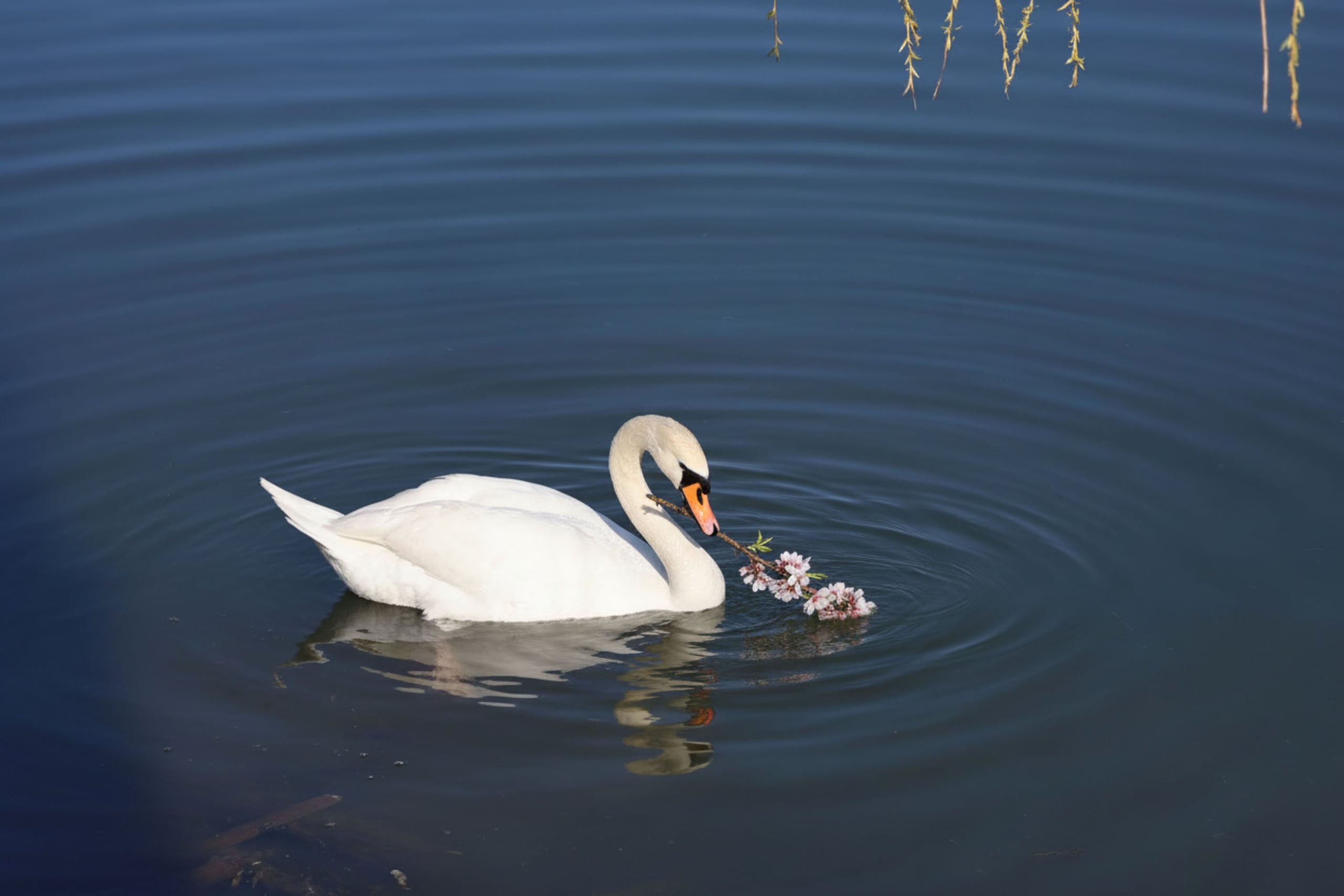 Schwan im Bodensee